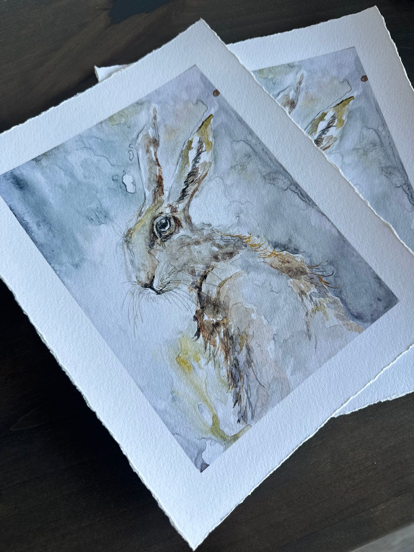 Grey Hare