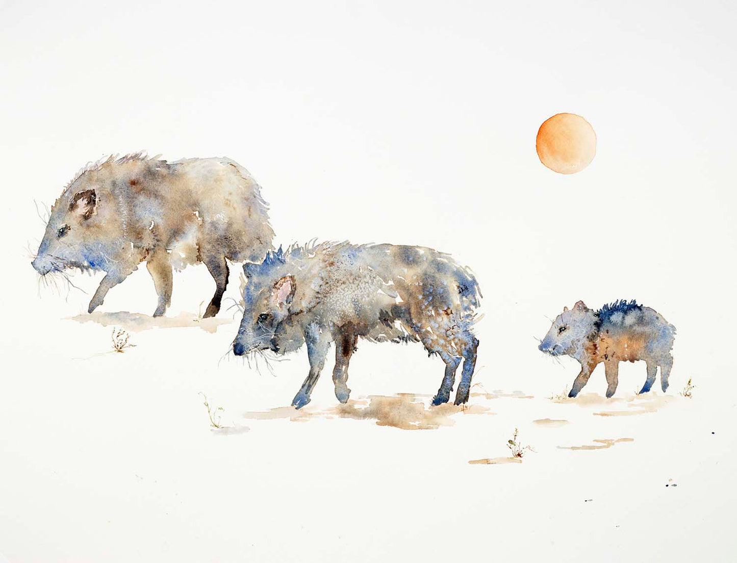 Javelina Line Framed