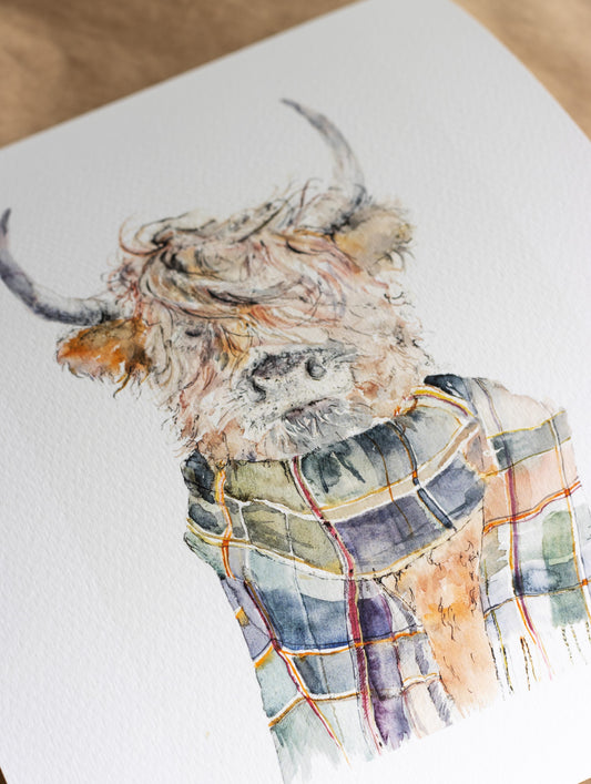 "Highland Coo"