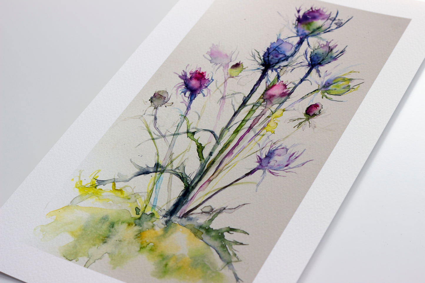 Thistle of Scotland