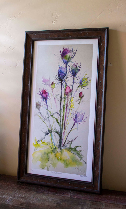 Framed "Thistle of Scotland"