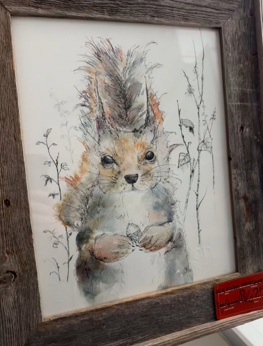 Grey Squirrel