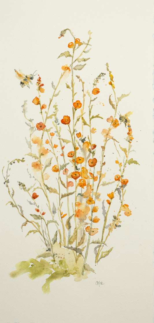 Apricot Globe Mallow - Giclee Art Print of desert wildflower | Coming Soon!