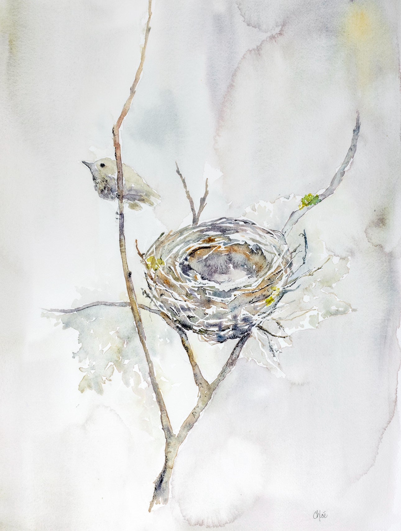 “The Wee Nest”
