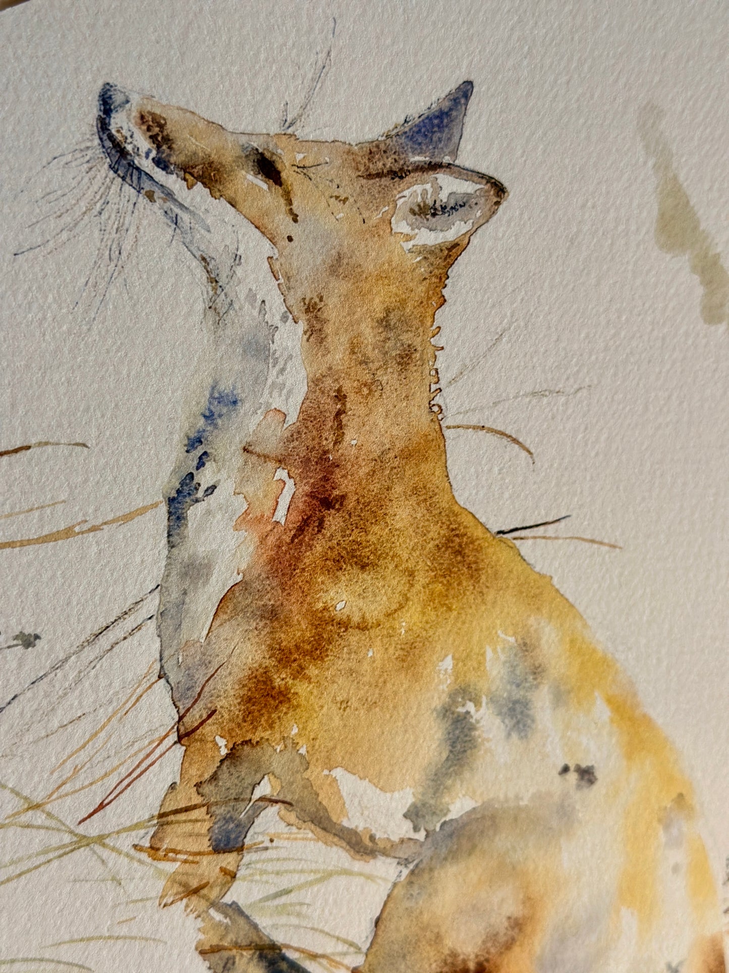 Fox Stride (Sold As is)