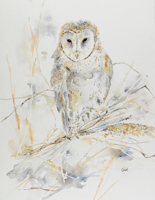 Owl in Grasses