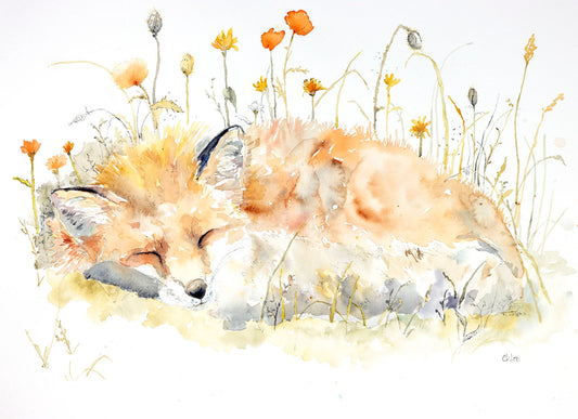 Fox Nap in Poppies