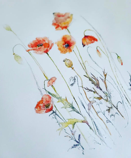 Poppies