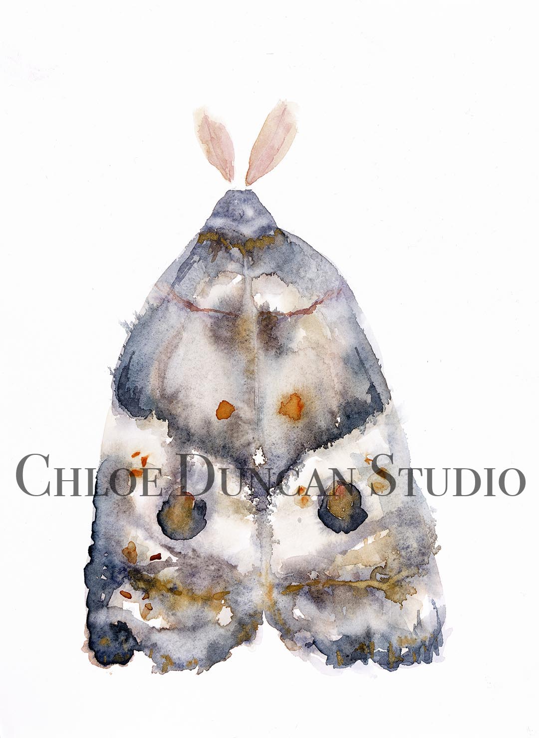 "The Moth"