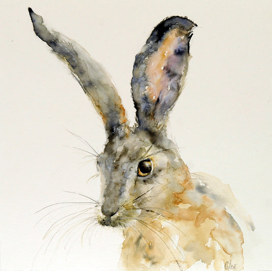 Scotch Hare