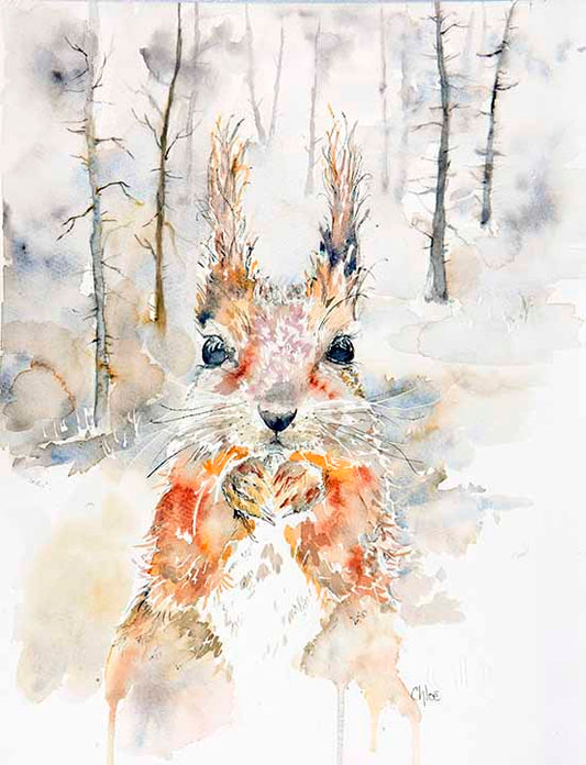Red Squirrel